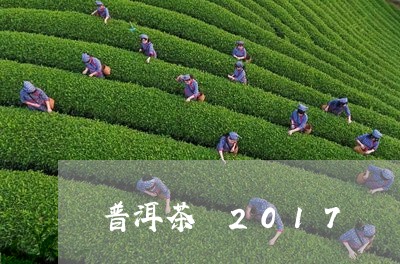 普洱茶 2017/2023041396160